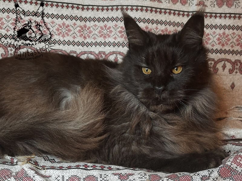 Gatto Fantastico Agnetta - Adult maine-coon 6 years 1 month 2.5 weeks