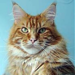 Beyrouth Cat Cabaret