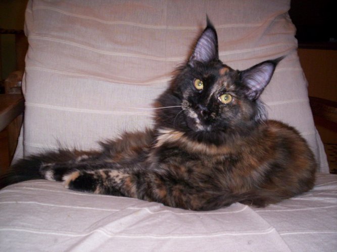 Aloa's Long-Legged Sally - maine-coon