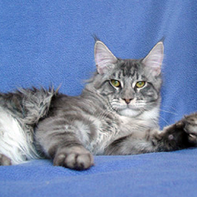 Alwaro Blue Berry - maine-coon