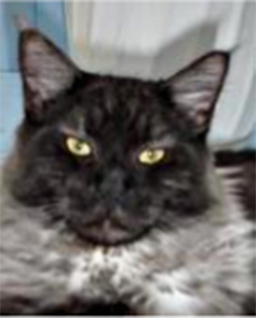 Doanto's Luchino - maine-coon