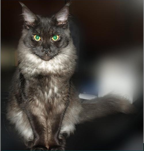 Carriecoon Quintanilla - maine-coon