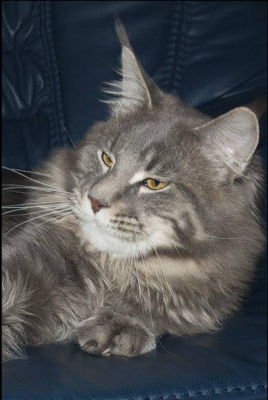 Taylor Baltoji Orhideja - maine-coon