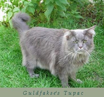 Guldfakse Tupac - мейн-кун
