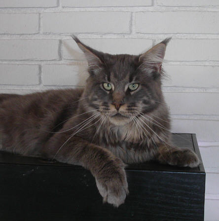 Chimera Haze of Love - maine-coon