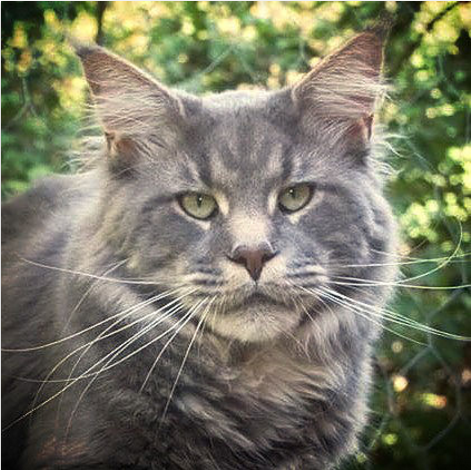 Chimera Haze of Love - maine-coon