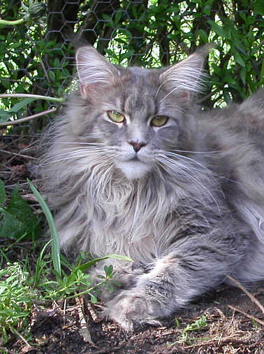 Ailuro Chimalis Corazon - мейн-кун