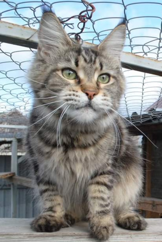 Handy Dandy Sunshine - maine-coon