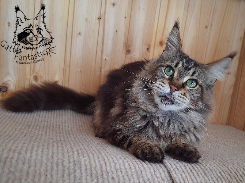 Handy Dandy Sunshine - Adult maine-coon 6 years 2 months 1.5 week