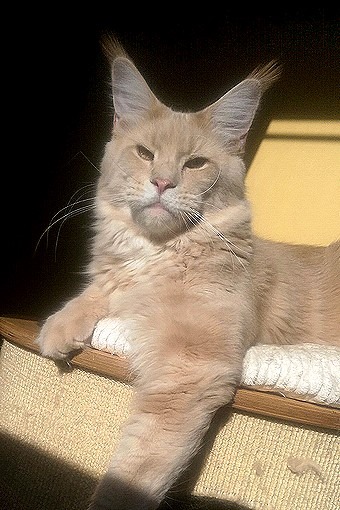 Noname Da Vinci - maine-coon