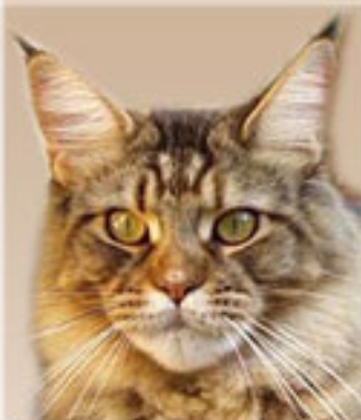 Langstteich's RR'Penny-Lane - maine-coon