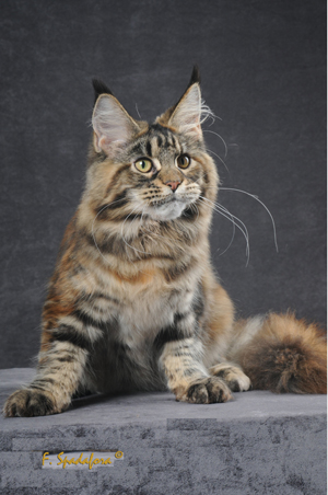 Felix Coon Odissea - maine-coon