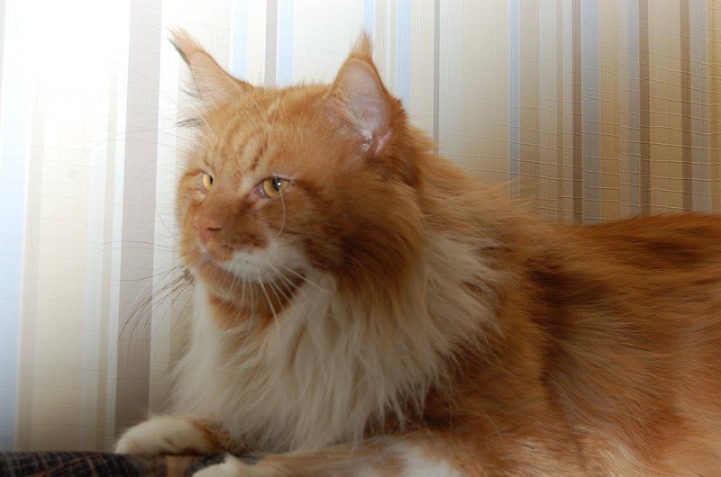 X-Hunter Airish Coon - maine-coon