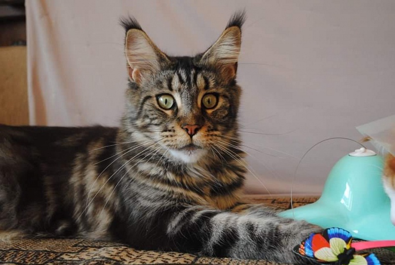 Gatto Fantastico Ester - maine-coon