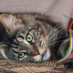 Gatto Fantastico Ester