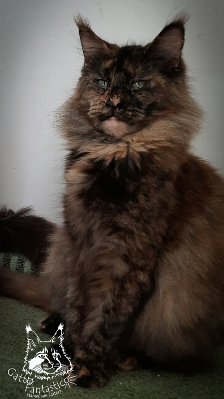 Gatto Fantastico K'Cosa Nostra - Adult maine-coon 3 years 1 month 0.5 weeks