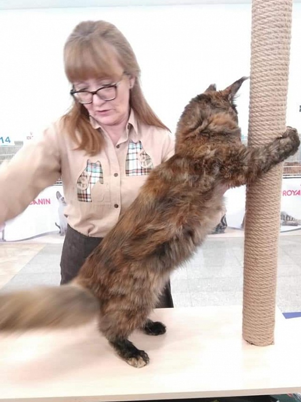 Gatto Fantastico K'Cosa Nostra - maine-coon