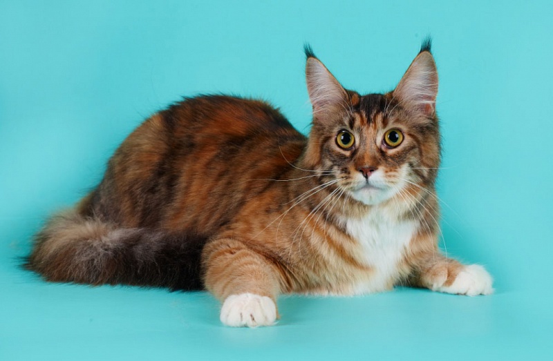 Helavisa of Ultramarin - maine-coon