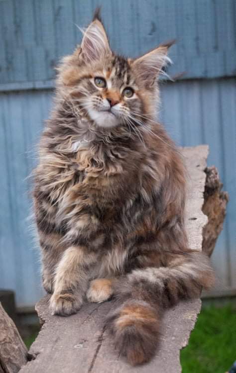Gatto Fantastico Rivelina - maine-coon