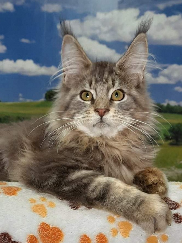 Gatto Fantastico Jerico - maine-coon