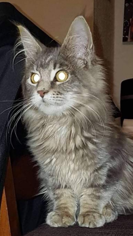 Gatto Fantastico Julliette - мейн-кун