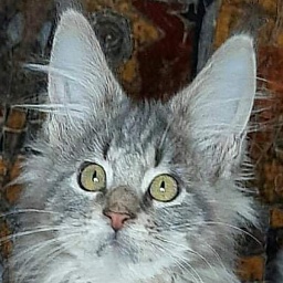 Gatto Fantastico Joe-Motte