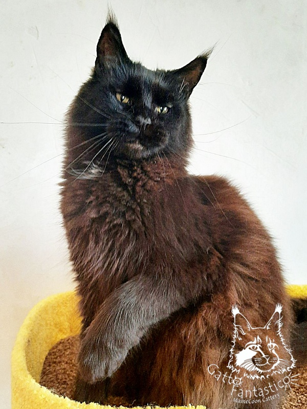 Gatto Fantastico Shakira - maine-coon