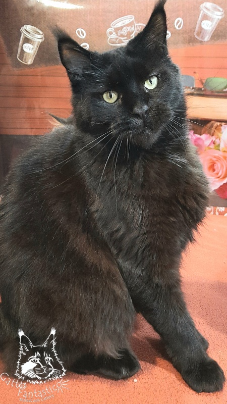 Gatto Fantastico Shakira - Adult maine-coon 4 years 2.5 weeks