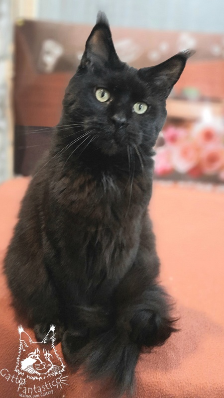 Gatto Fantastico Shakira - Adult maine-coon 4 years 2.5 weeks