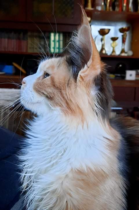 Gatto Fantastico Zlata - мейн-кун