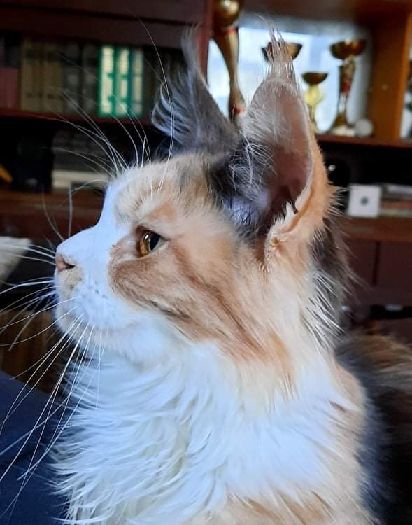 Gatto Fantastico Zlata - мейн-кун