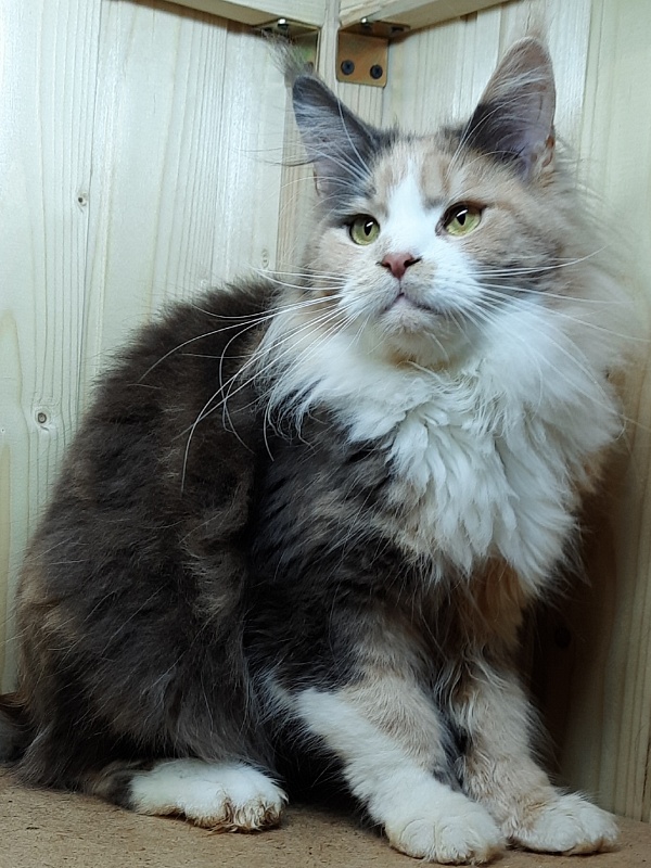 Gatto Fantastico Zlata - Дорослий мейн-кун 1 рік 4 місяця 1 тиждень