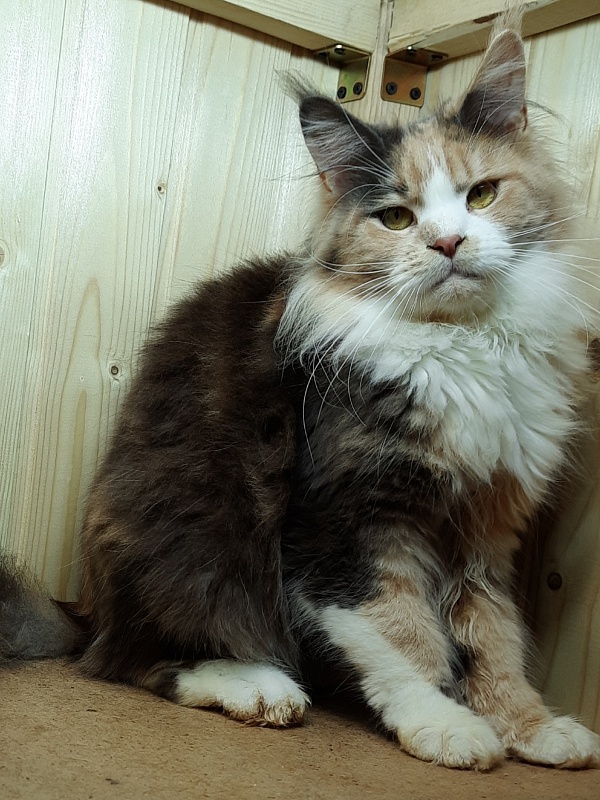 Gatto Fantastico Zlata - Дорослий мейн-кун 1 рік 4 місяця 1 тиждень