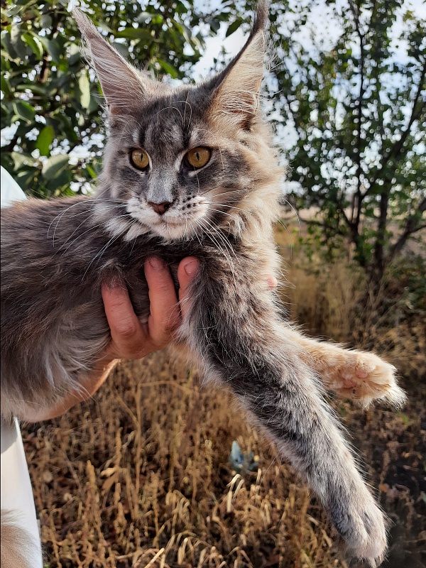 Gatto Fantastico Flora - Kitten maine-coon 6 months