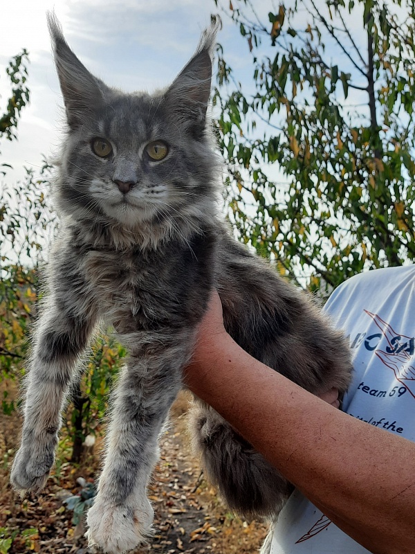 Gatto Fantastico Flora - Kitten maine-coon 6 months