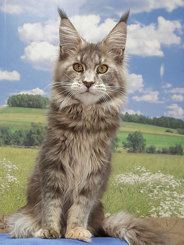 Gatto Fantastico Flora - Kitten maine-coon 5 months 4 weeks