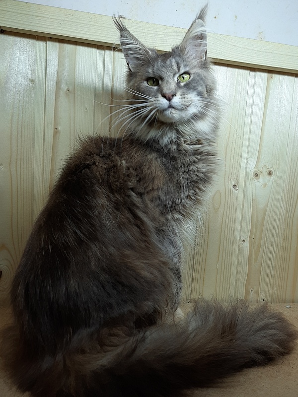 Gatto Fantastico Flora - Adult maine-coon 11 months 1 week