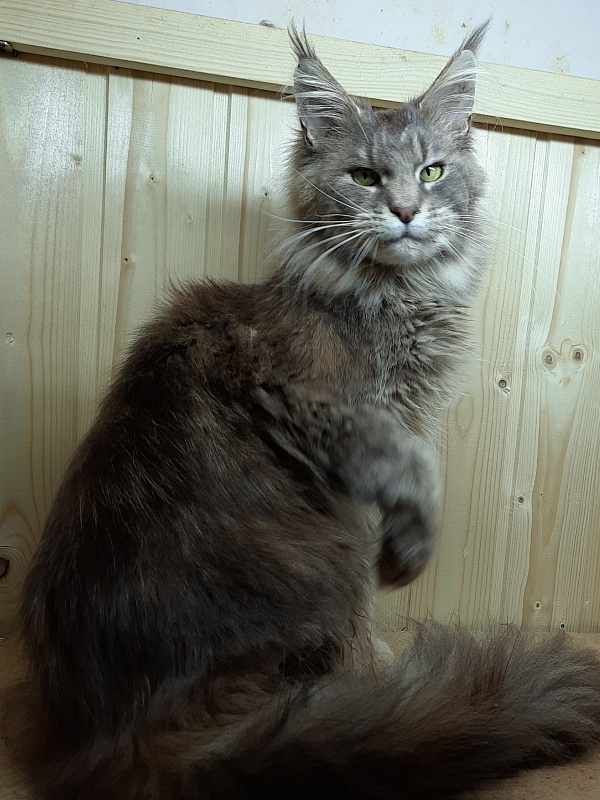 Gatto Fantastico Flora - Adult maine-coon 11 months 1 week