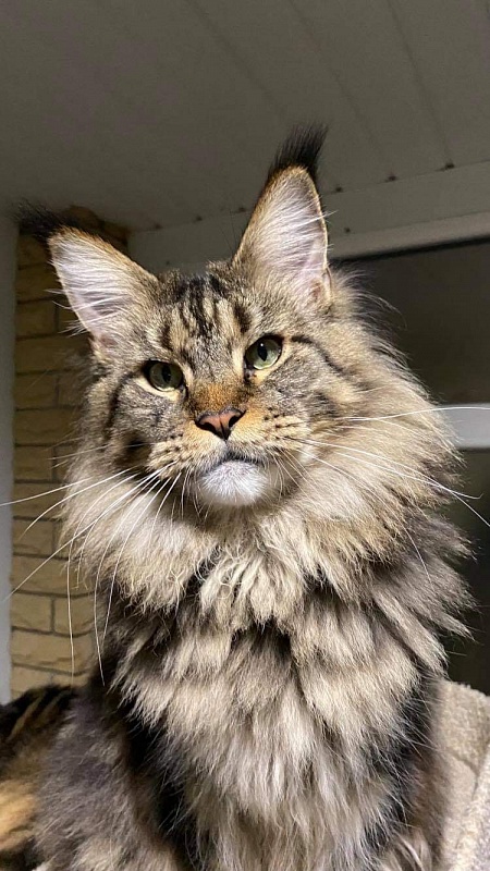 Gatto Fantastico Yakuza - мейн-кун