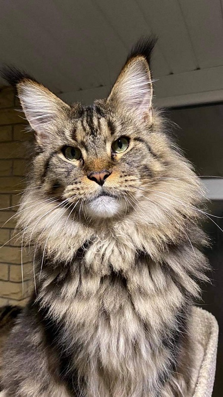 Gatto Fantastico Yakuza - мейн-кун