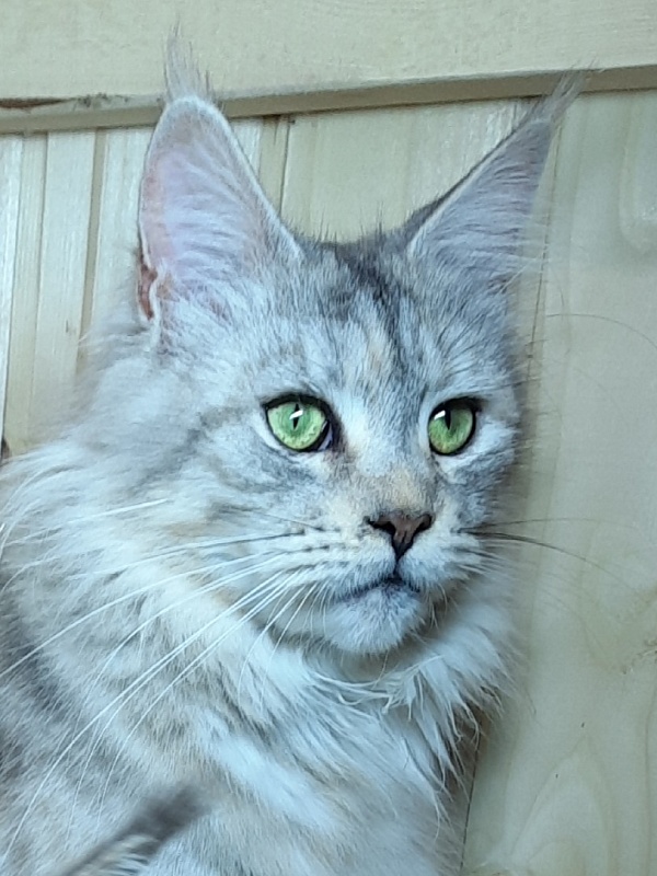 Gatto Fantastico U'Silver Tigress - Adult maine-coon 1 year 8 months 3.5 weeks