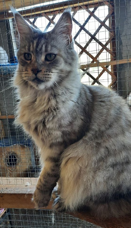 Gatto Fantastico U'Silver Tigress - Adult maine-coon 3 years 2 months 0.5 weeks