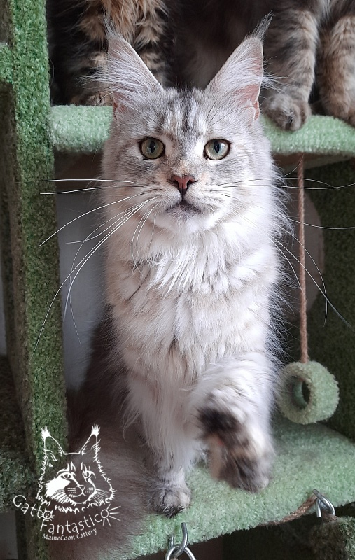 Gatto Fantastico U'Silver Tigress - Adult maine-coon 1 year 10 months