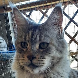 Gatto Fantastico U'Silver Tigress
