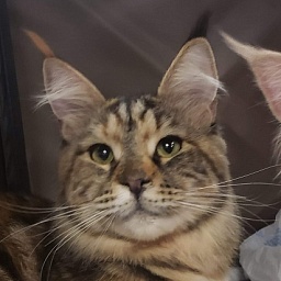 Gatto Fantastico Esmeralda