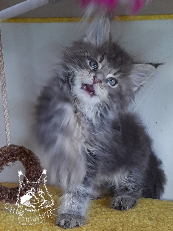 Gatto Fantastico Newton - Kitten maine-coon 2 months 1 week