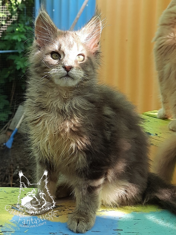 Gatto Fantastico Newton - Kitten maine-coon 3 months 3 weeks