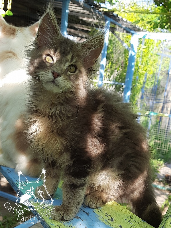 Gatto Fantastico Newton - Kitten maine-coon 3 months 3 weeks