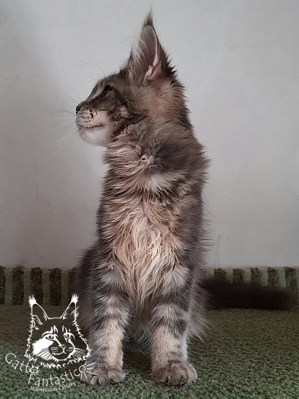 Gatto Fantastico Newton - Kitten maine-coon 5 months 3 weeks