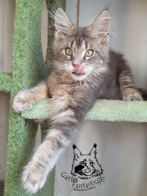 Gatto Fantastico Newton - Kitten maine-coon 4 months 3.5 weeks